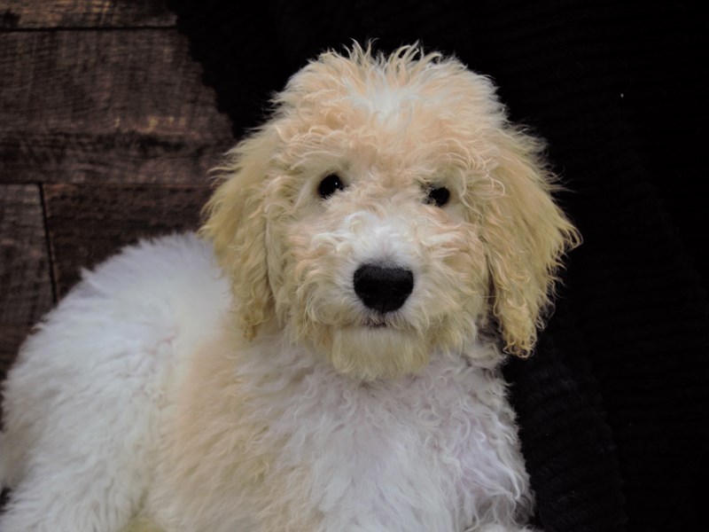 Standard Poodle-Male-Apricot-3210221-Petland Dunwoody Puppies For Sale