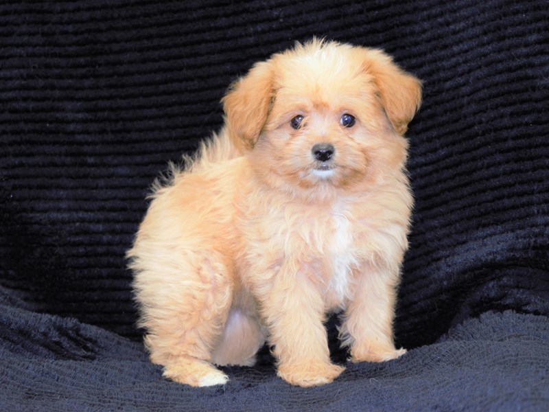Pom-A-Poo-Male-Apricot-3258704-Petland Dunwoody Puppies For Sale