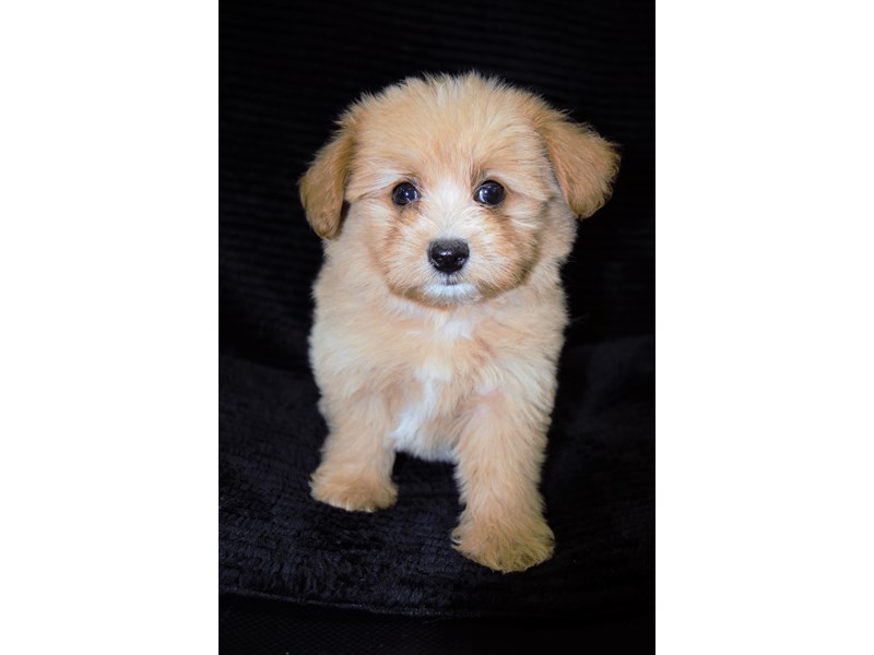 Pom-A-Poo-Male-Apricot-3258706-Petland Dunwoody Puppies For Sale