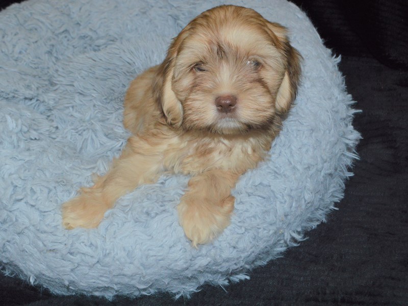 Cocker Spaniel/ Shih Tzu-Male-Buff-3259708-Petland Dunwoody