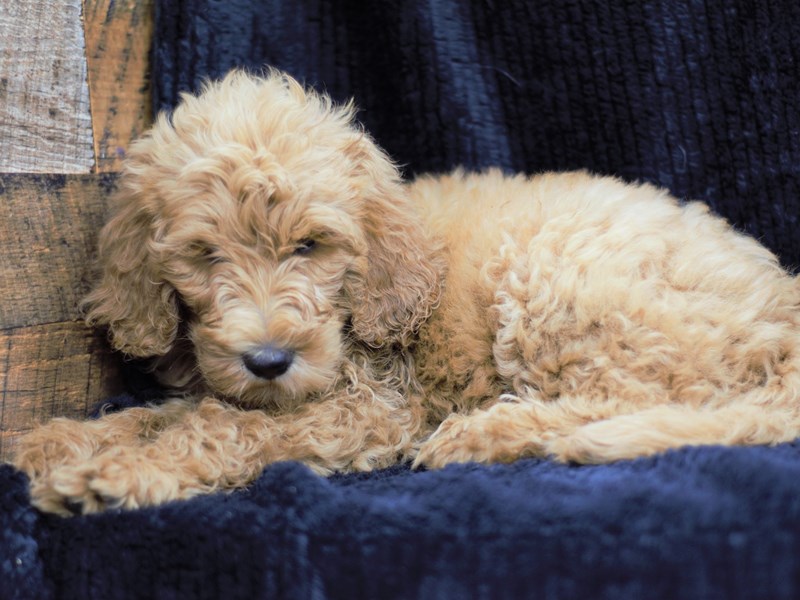 Labradoodle-Female-Apricot-3267977-Petland Dunwoody