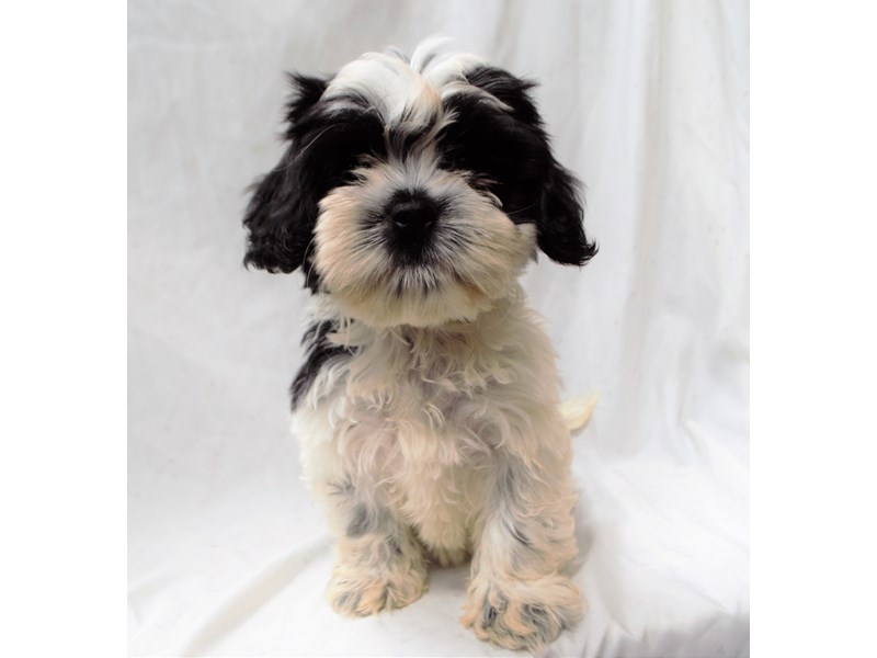 Cocker Spaniel/ Shih Tzu-DOG-Female-Brown and White-3268779-Petland Dunwoody Puppies