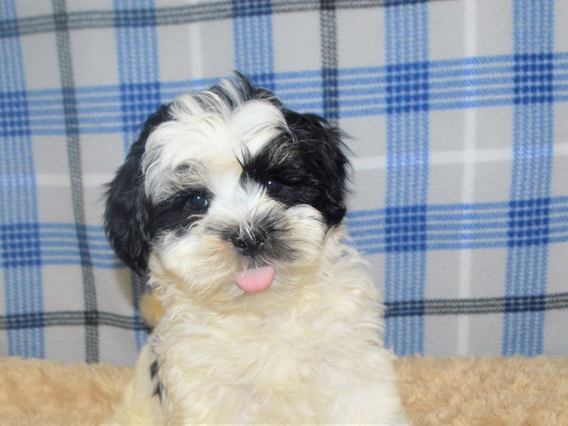 Lhasa Poo-Male-Black and White-3211270-Petland Dunwoody