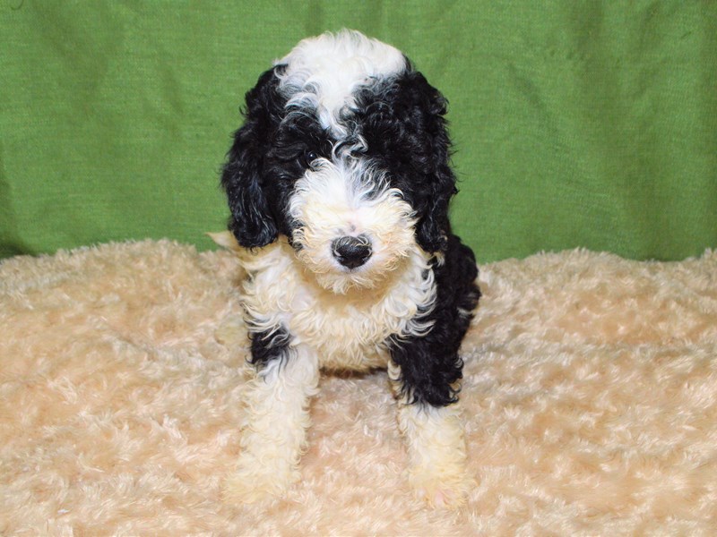 Mini Bernedoodle-Female-Black and White-3232040-Petland Dunwoody Puppies For Sale