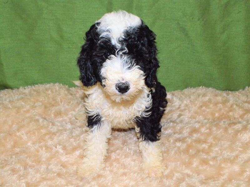 Mini Bernedoodle-Female-Black and White-3232040-Petland Dunwoody