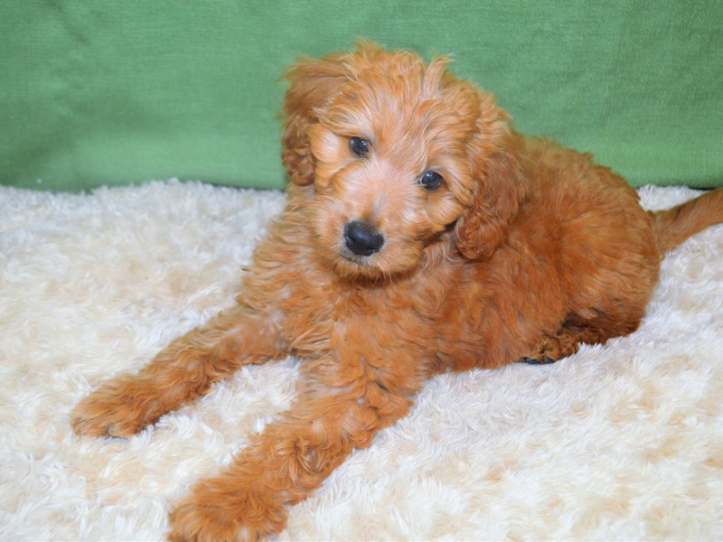 Goldendoodle-Female-Apricot-3239749-Petland Dunwoody Puppies For Sale