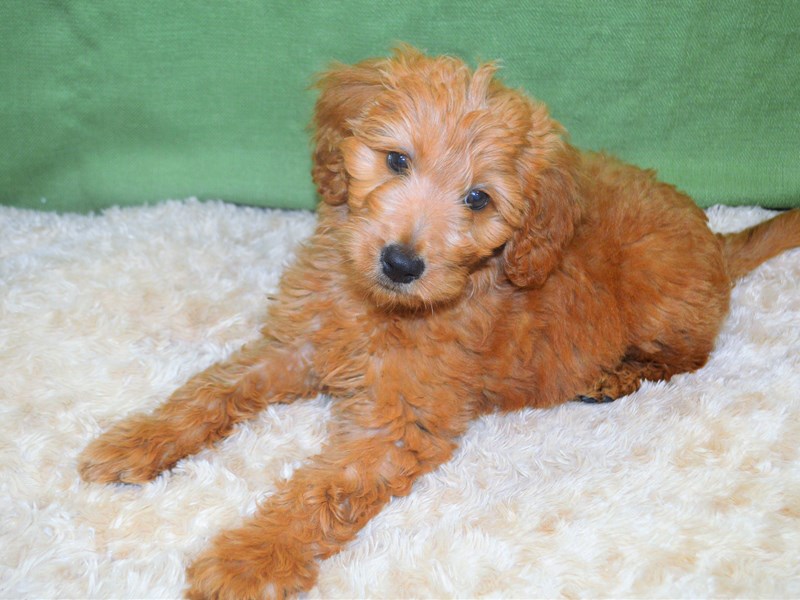 Goldendoodle-Female-Apricot-3239749-Petland Dunwoody