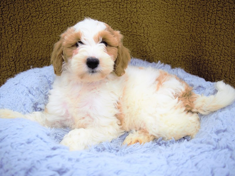 Mini Labradoodle-Female-Red and white-3249895-Petland Dunwoody