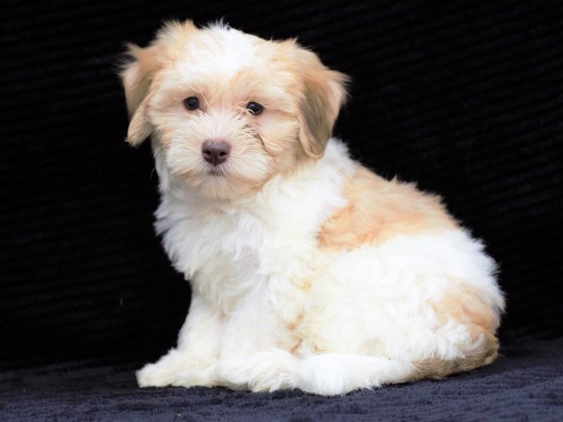 Havapoo-Male-Liver and White-3250189-Petland Dunwoody Puppies For Sale
