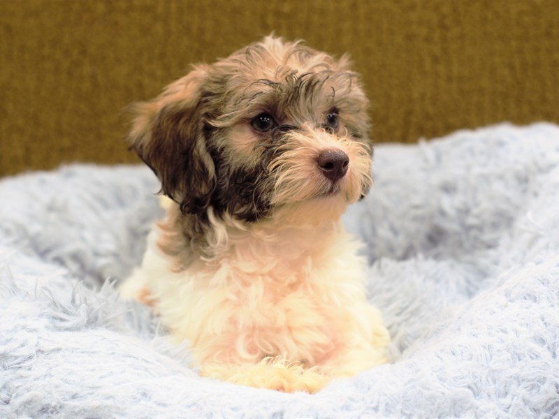 Havapoo-Female-Liver and White-3250202-Petland Dunwoody Puppies For Sale