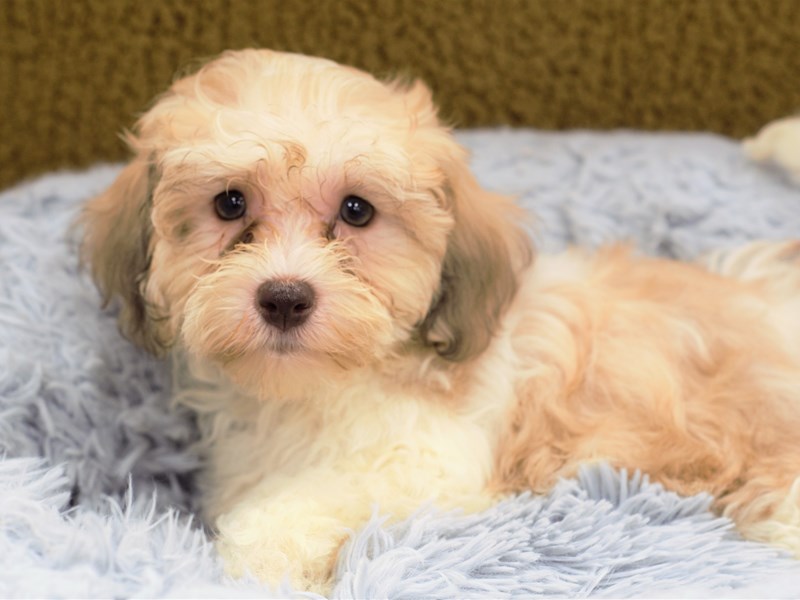 Havapoo-Female-Liver and White-3250208-Petland Dunwoody Puppies For Sale