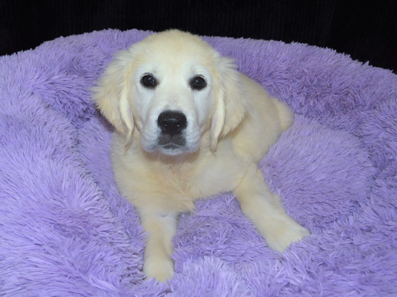 English Cream Golden Retriever-Female-Light Golden-3241760-Petland Dunwoody