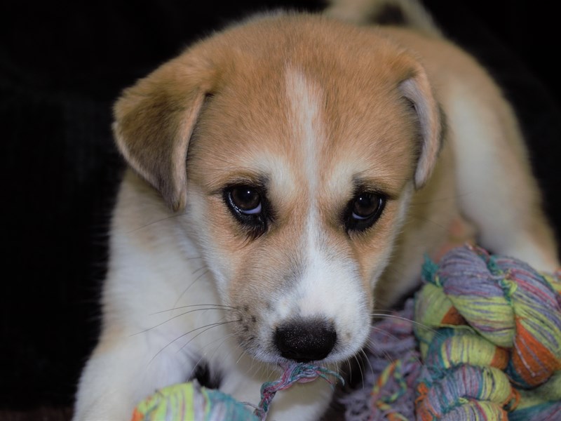 Pomsky-Male-Tan and White-3259490-Petland Dunwoody