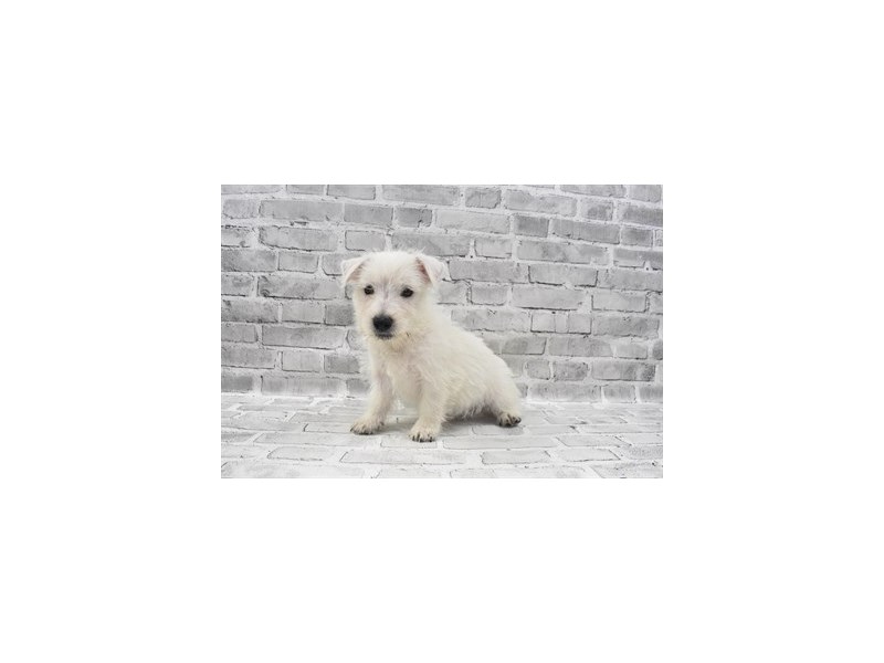 West Highland White Terrier-Female-White-3267239-Petland Dunwoody Puppies For Sale