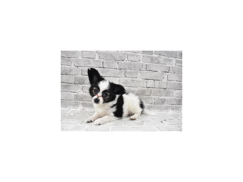 Papillon-Male-White Black and Tan-3276434-Petland Dunwoody Puppies For Sale