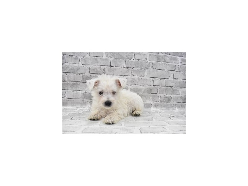 West Highland White Terrier-Male-White-3276461-Petland Dunwoody Puppies For Sale