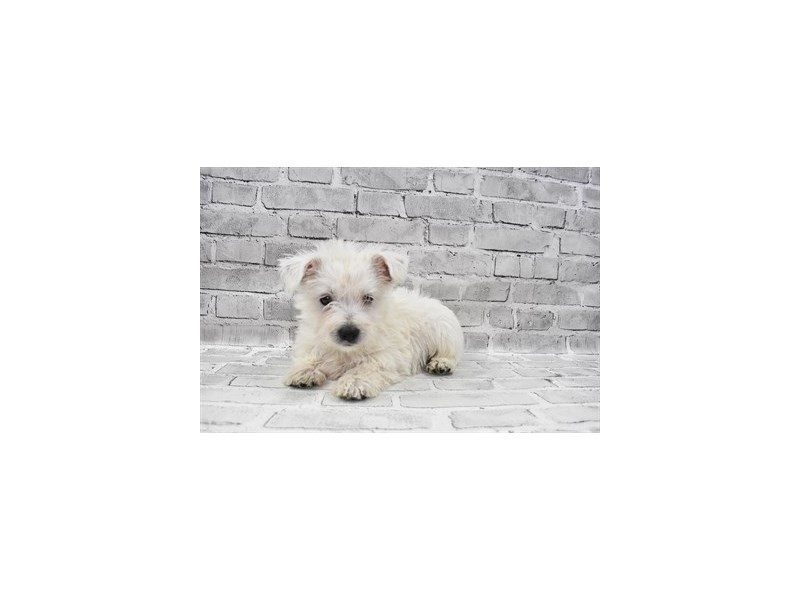 West Highland White Terrier-Male-White-3276461-Petland Dunwoody