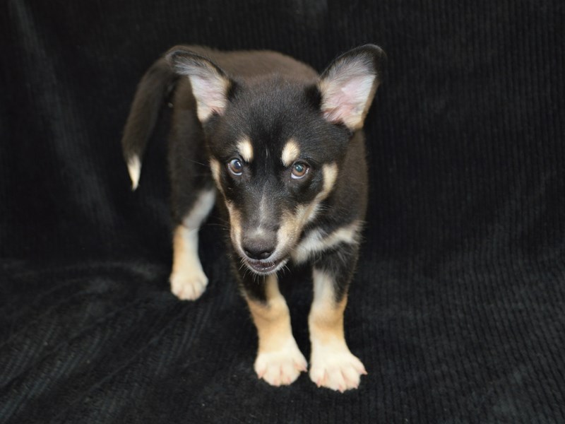 Pomsky-Male-Black and Tan-3268819-Petland Dunwoody Puppies For Sale