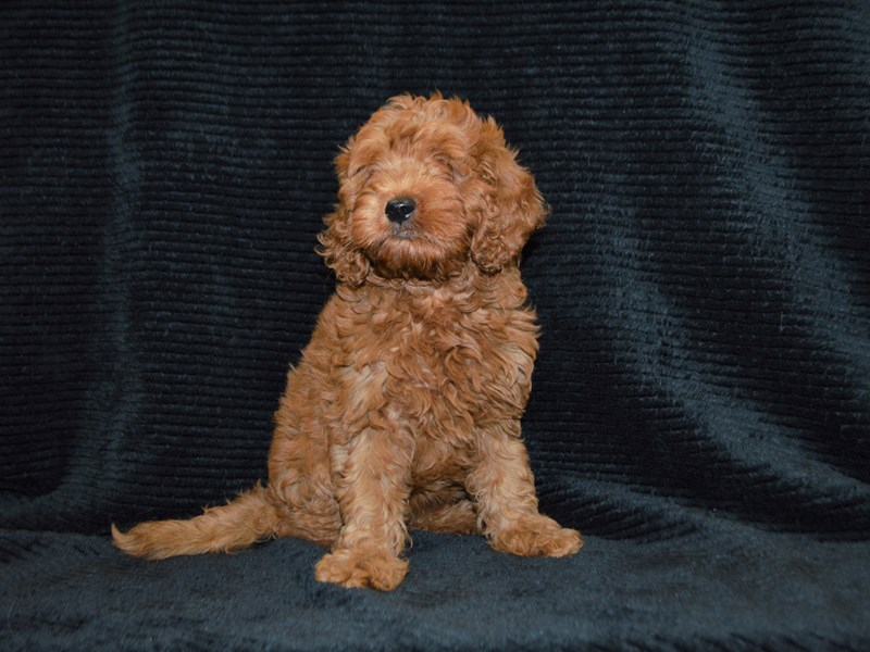 Comfort Goldendoodle-Female-Red-3286148-Petland Dunwoody Puppies For Sale
