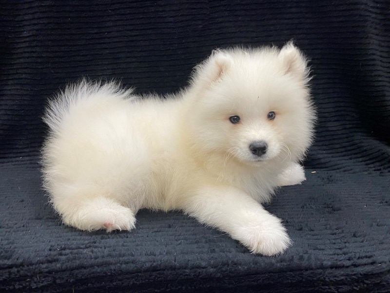 Samoyed-Female-White-3287335-Petland Dunwoody