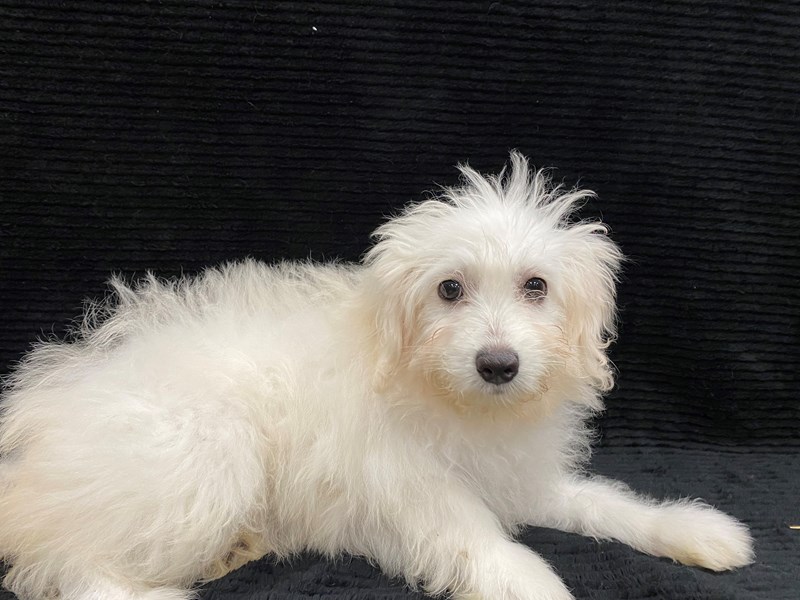 Spitz poo puppies for sales sale