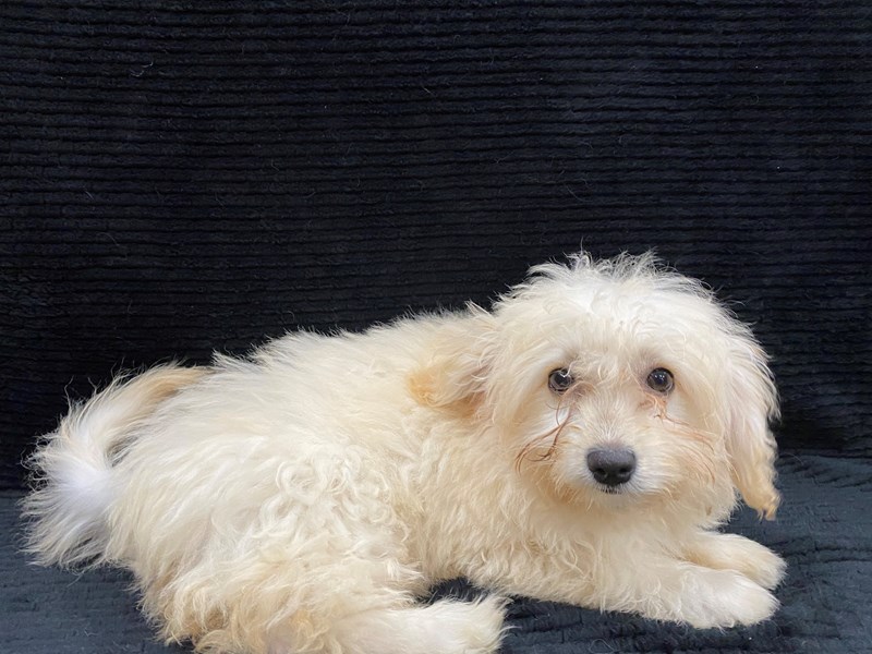 Poo-Spitz-Female-Tan-3211864-Petland Dunwoody