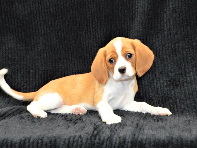 Beaglier-Male-Red and White-3314055-Petland Dunwoody Puppies For Sale