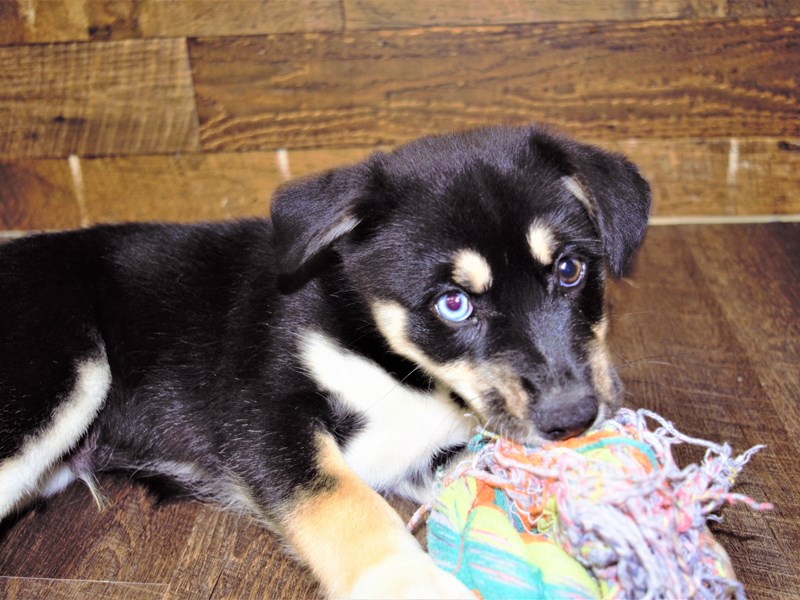 Pomsky-Male-Black and Tan-3259425-Petland Dunwoody Puppies For Sale