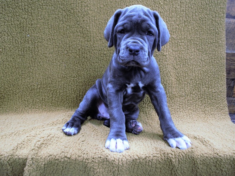 Neapolitan Mastiff-Female-Blue-3295881-Petland Dunwoody Puppies For Sale