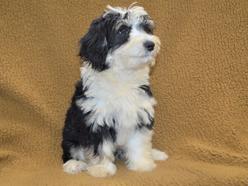 Mini Aussiedoodle-Female-Black Mantle-3314855-Petland Dunwoody