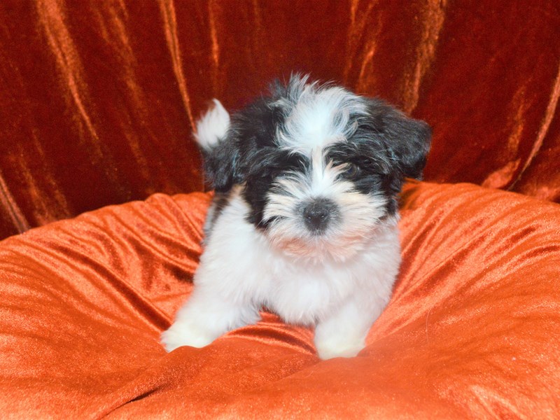 Black and white havanese cheap