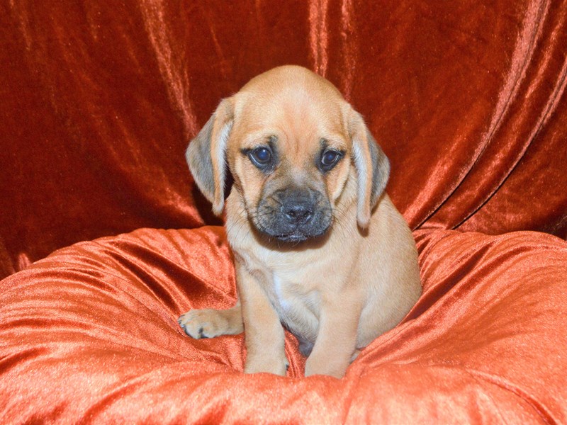 Puggle-Male-Fawn-3333099-Petland Dunwoody Puppies For Sale