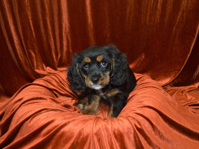 Cockalier-Female-Black and Tan-3322549-Petland Dunwoody