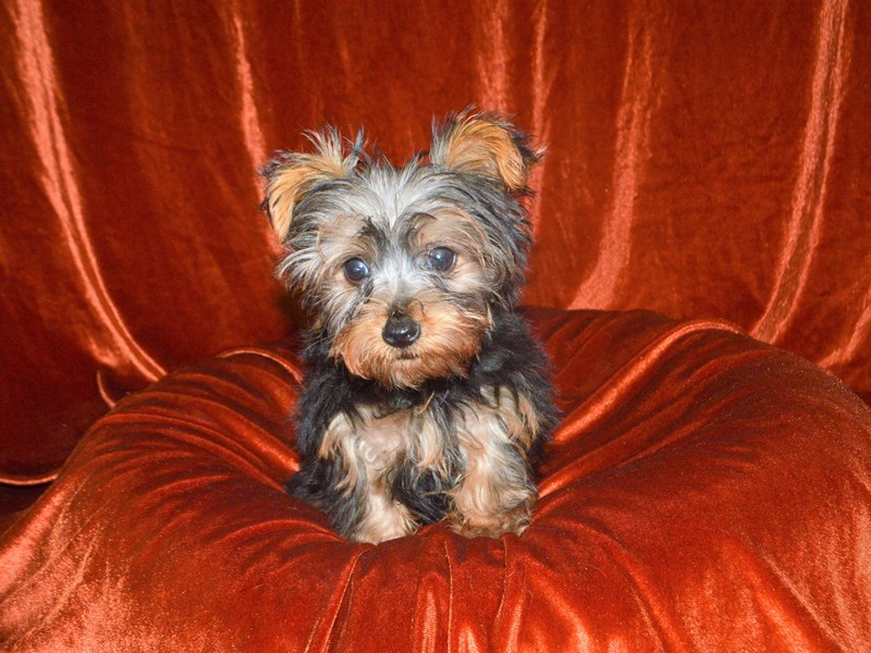 Wonderful Small Yorkies available for sale Yorkie Puppies For Sale