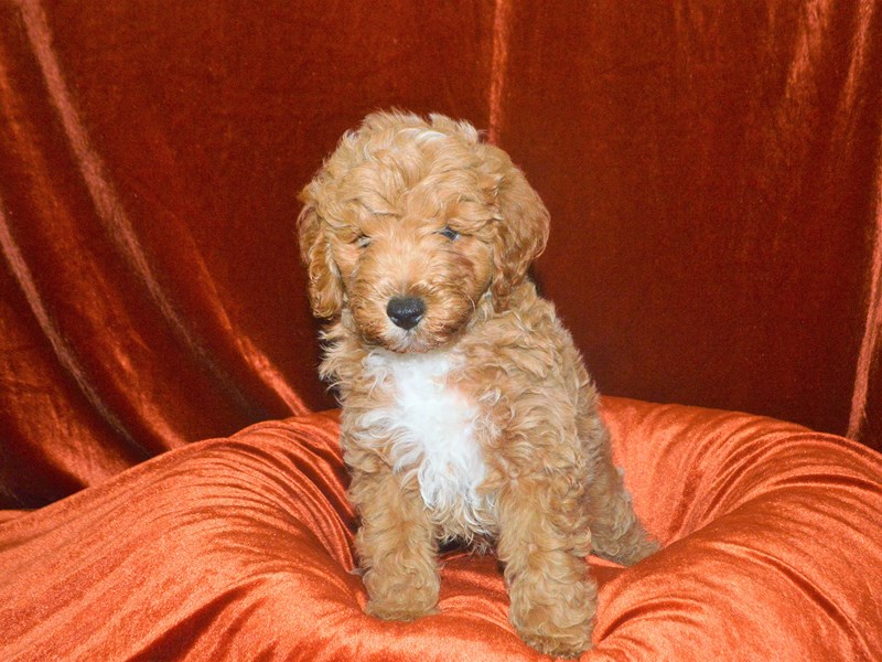Mini Goldendoodle F2B-Male-Apricot-3342914-Petland Dunwoody