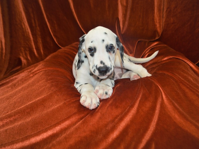 Dalmatian-Male-White and Black-3351258-Petland Dunwoody Puppies For Sale