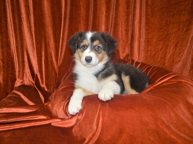 Australian Shepherd-Male-Black and White-3350697-Petland Dunwoody Puppies For Sale