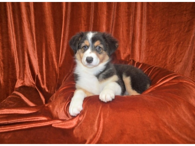 Australian Shepherd-Female-Black and White-3350693-Petland Dunwoody