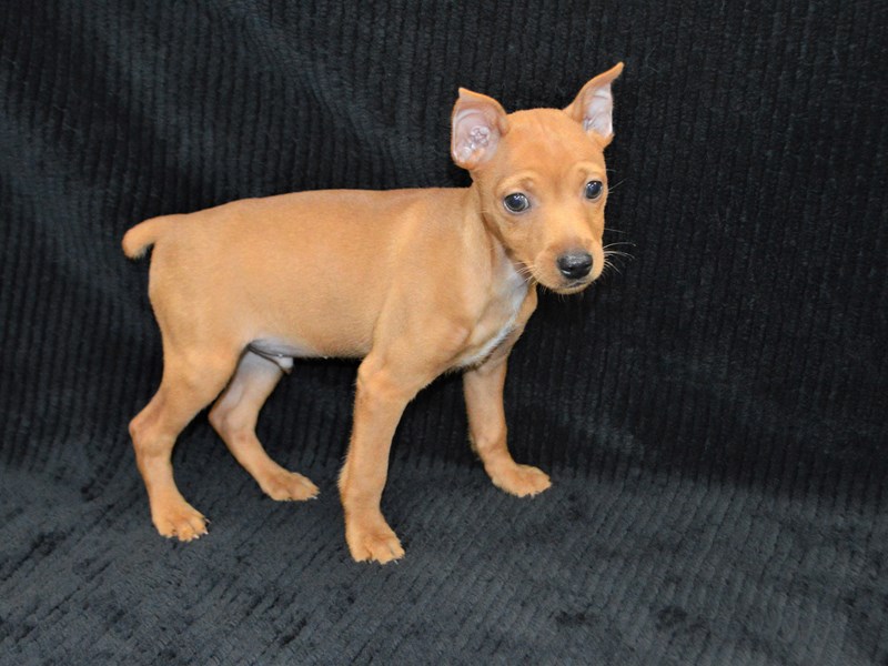 Miniature Pinscher-Male-Red-3322400-Petland Dunwoody