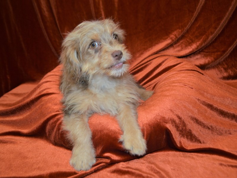 Aussiedoodle-Male-Chocolate Merle-3308271-Petland Dunwoody