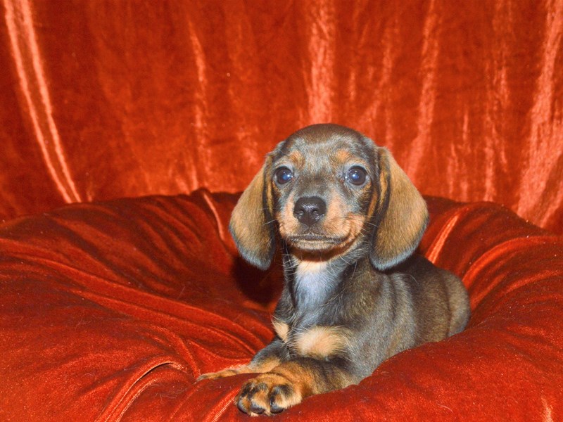 Miniature Dachshund-Female-Chocolate and Tan-3342928-Petland Dunwoody Puppies For Sale