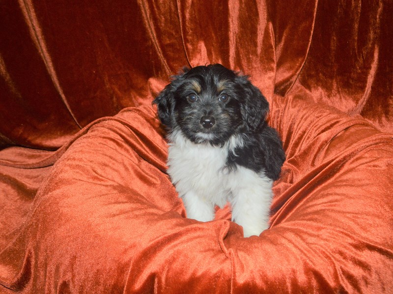 Aussiedoodle-Male-Black and tan-3351332-Petland Dunwoody