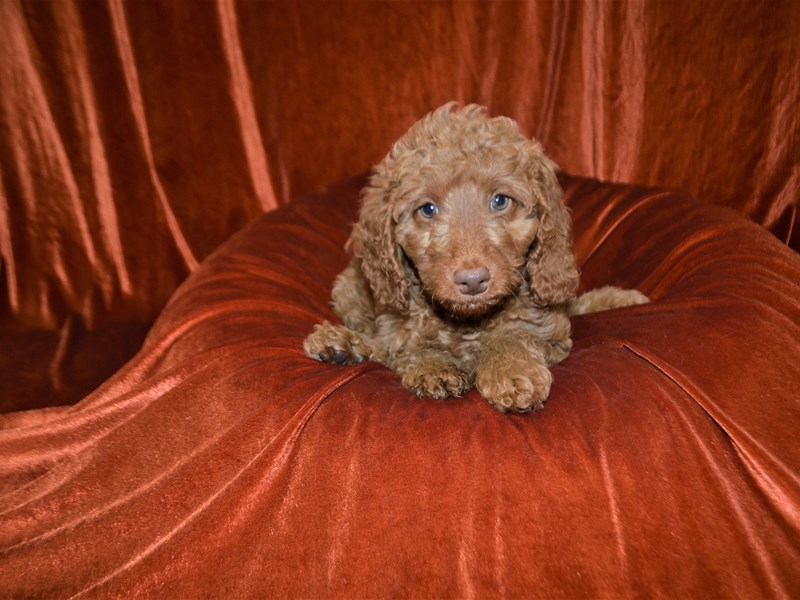 Goldendoodle Mini 2nd Gen-Male-Red-3351434-Petland Dunwoody