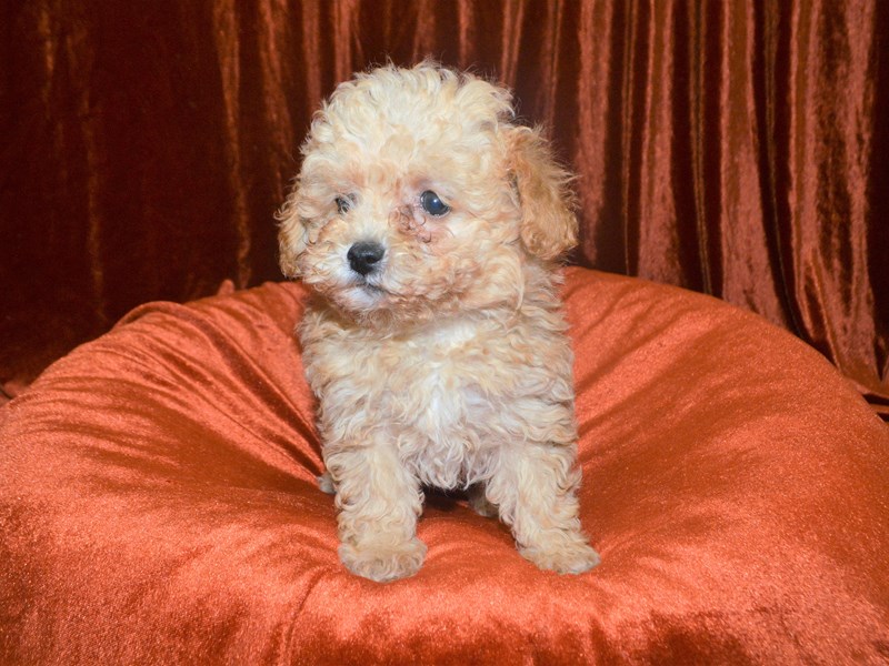 Poodle-Male-Apricot-3360199-Petland Dunwoody Puppies For Sale