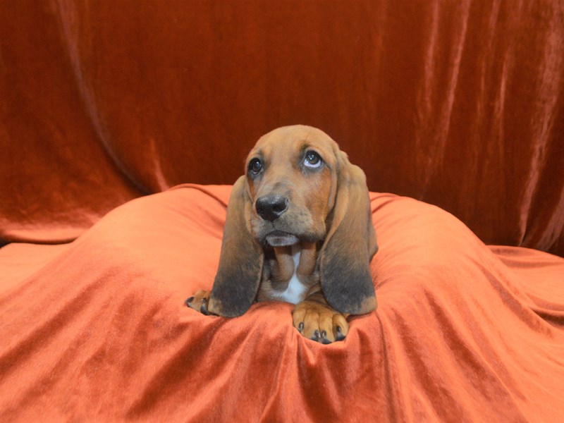 Basset Hound-Female-Black and Tan-3360958-Petland Dunwoody Puppies For Sale