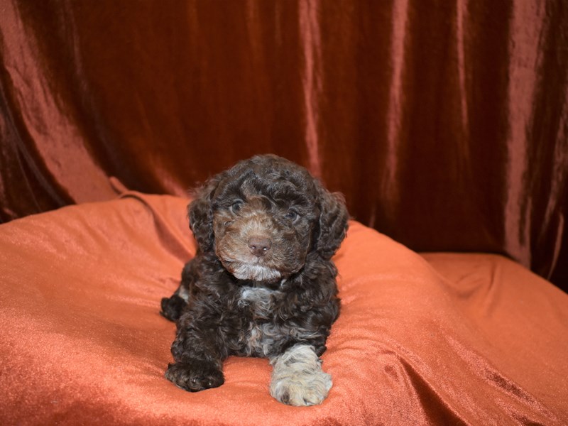 Poodle-Female-chocolate-3369976-Petland Dunwoody Puppies For Sale