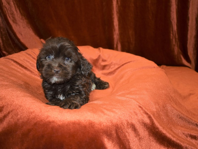 Shih Poo-Male--3370014-Petland Dunwoody