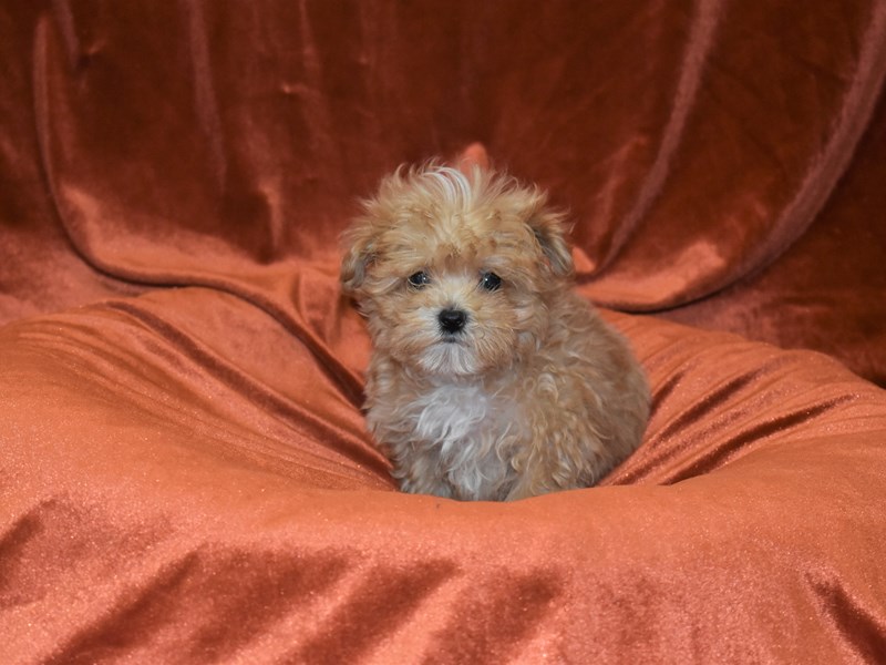 Malti Poo-Male-Apricot-3368804-Petland Dunwoody