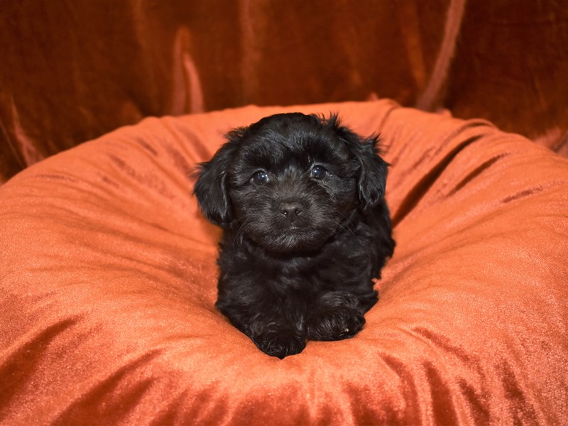 All black yorkie sales poo