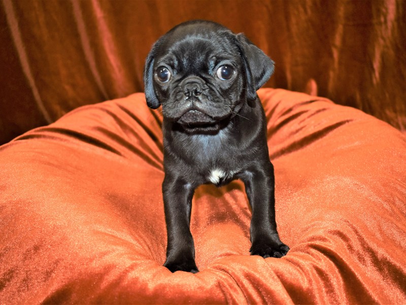 Black sales male pug